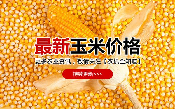 玉米粒价格最新行情解析