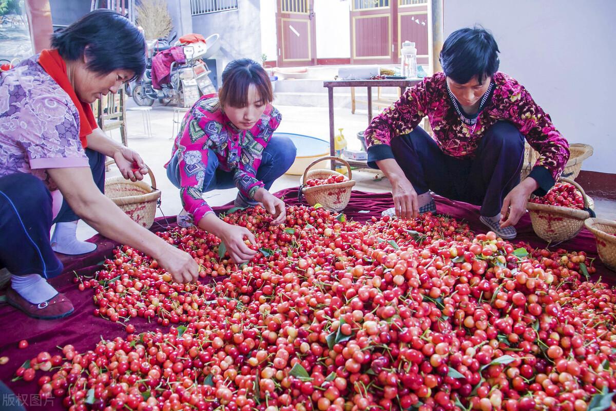 蔬菜价格最新动态分析报告