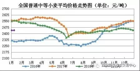 山东今日小麦最新价格动态解析